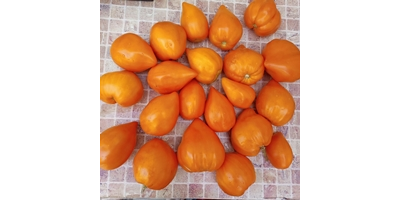 Томат Ночная свеча (Night Candle)