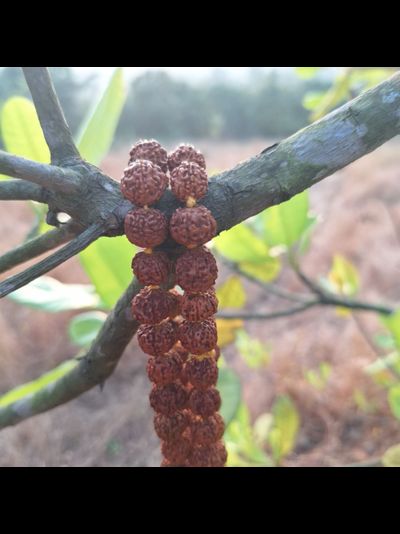 Четки из натуральной мелкой Рудракши цвет желтой