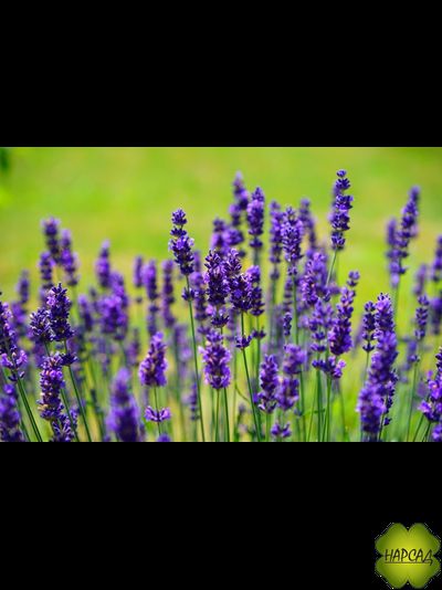ЛАВАНДА РАЗНЫХ СОРТОВ