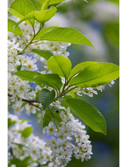 Черемуха обыкновенная