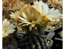 Thelocephala napina LH 1287 - 5 семян