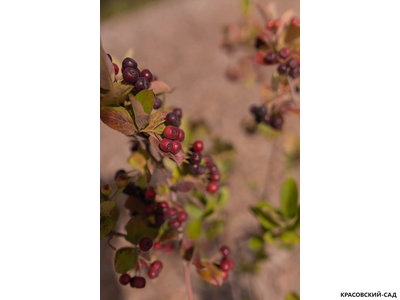 Арония черноплодная - Arónia melanocárpa