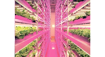 Светодиодный фитосветильник СПБ-T8-ФИТО 15ВТ 230В IP40 1200ММ для роста растений.