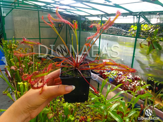 Drosera Capensis Red Leaf