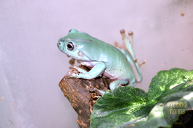 Австралийская голубая квакша, Litoria caerulea