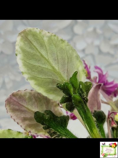 Hodss-Cassandra (Яна Ходченко) 2020 г. (пестролистный лонг с бастл-листвою)