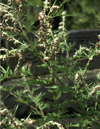 Полынь обыкновенная (Artemisia vulgaris) 10 мл - 100% натуральное эфирное масло