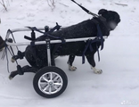 Инвалидная коляска для крупных пород