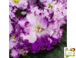 БР-Осирис (С. и Н. Буркацкие) 2022 г.