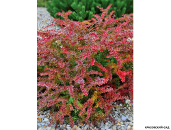 Барбарис Тунберга Голден ринг - фото кустарника - красовский-сад.рф