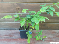 Голубика Блуэтта - Bluetta