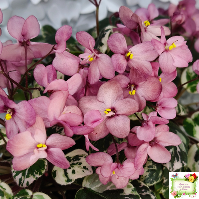 Mac's 1306-2 (G.McDonald) трейлер