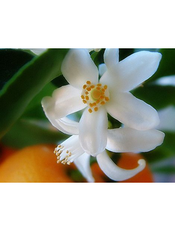 Orange Flower Ether (IFF) / Нероли эфир