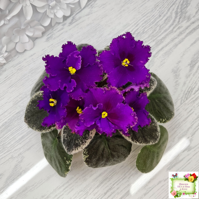 РМ-Глаз Дракона (Н. Скорнякова) 2021 г.