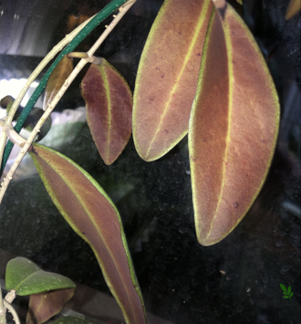 Hoya  Rintzii Borneo