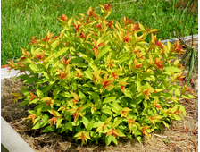 Спирея японская  Голдфлейм горш.С1