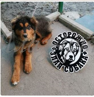 Табличка Злая собака