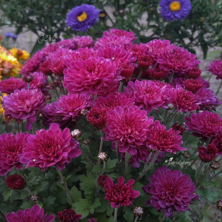 Chrysanthemum Bransound Purple  Мультифлора Брансаунд Пурпл