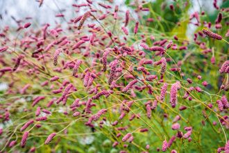 Кровохлебка лекарственная (Sanguisorba officinalis `Tanna`), ЗКС