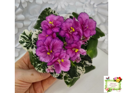 ЛЕ-Прага (Е.Лебецкая) 2017 г. (пестролистный гёрл-лист)