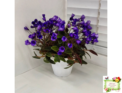 Vallarta Campanas Moradas (G.Beck) трейлер (пасынок посажен 17.08.25)