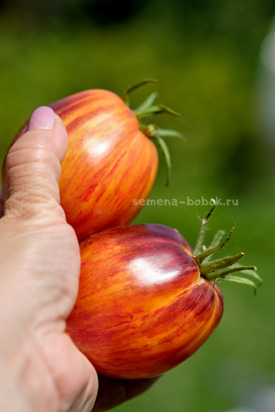 Томат Огненный Тюрбан, 10 шт