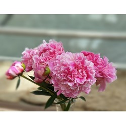 Пион Светлана Удинцева