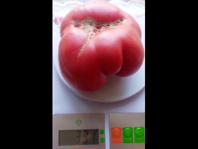 Томат Скуби