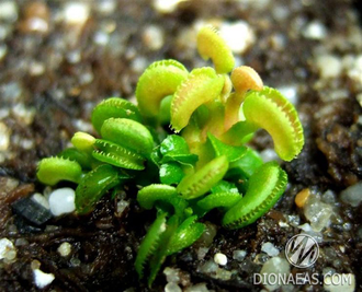 Dionaea muscipula Cudo