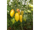 Семена томата Бананово - Лимонный Сингапур