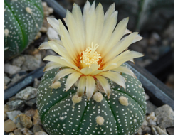 Astrophytum asterias Miracle - 5 семян