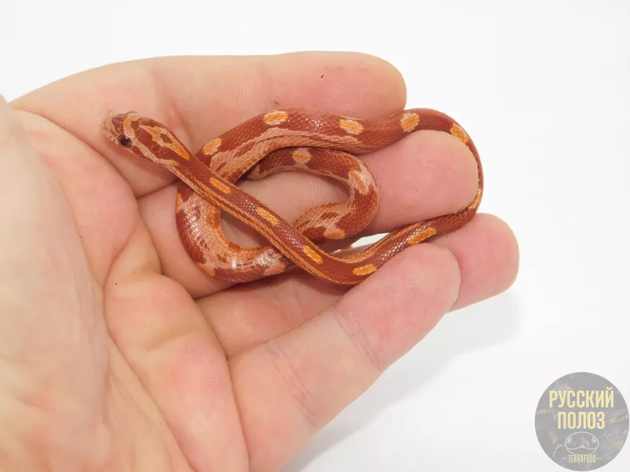 Полоз маисовый "Motley"