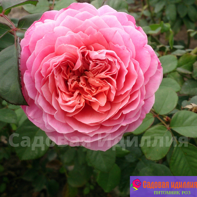 Айсфогель (Eisvogel)