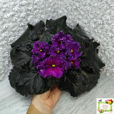 НД-Магнитная Аномалия Люкс (Н. Данилова-Суворова) (детка)