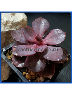 Echeveria 'Red Ball'