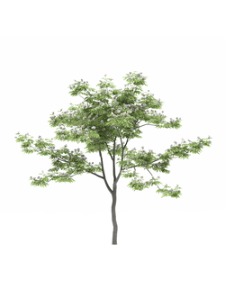 цветущие Альбиция ленкоранская 1