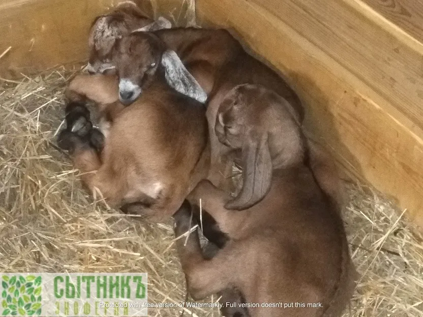Нубийские козлята спят на сене