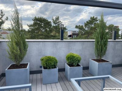 Туя Глобоза - Globosa