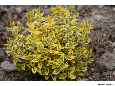 Бересклет Эмеральд Голд - Emerald 'n' Gold