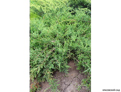 Можжевельник Репанда - Repanda