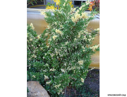 Можжевельник Кайзука Вариегата - фото в саду - красовский-сад.рф