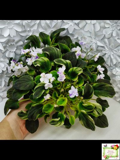 LV-Яночка (Л. Шевелева) 2023 г. трейлер (клакамас с кроновой пестролистностью)