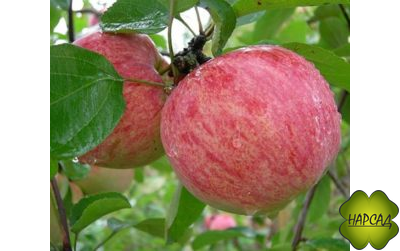 Яблоня "КОРИЧНОЕ ПОЛОСАТОЕ" (Саженец 2 года, на полукарликовом подвое)