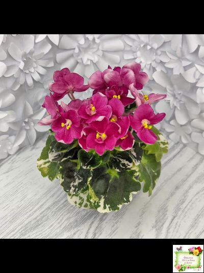 ЛЕ-Фруктовая Мармеладка (Е.Лебецкая) 2017 г. (пестролистный гёрл)