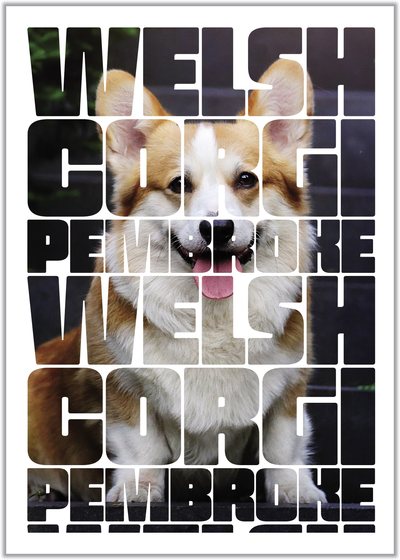 Верный друг. Вельш-корги пемброк
