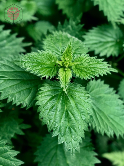 Набор вайнеров и каттеров "Листья крапивы"