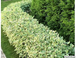 Дерен все сорта - Красовский-Сад.рф