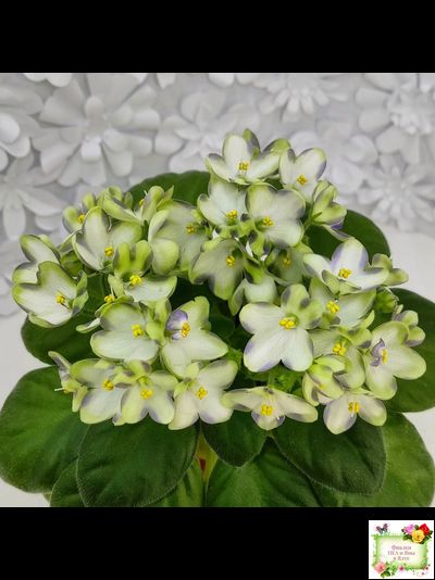 Марина Цветаева (А.Басенина) 2017 г. химера (сорт укоренённый пасынок)