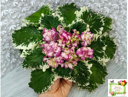 АВ-Буря Эмоций (Фиалковод) 2020 г.