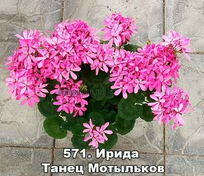 Пеларгония Ирида Танец Мотыльков